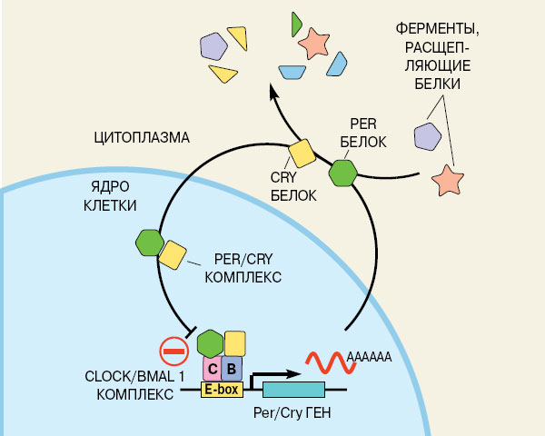 Схема циклической активации часовых генов Per и Cry в клетке. Такой молекулярный хронометр работает по принципу «отрицательной обратной связи» во всех живых клетках на Земле: белковый комплекс активирует гены, которые запускают производство других белковых молекул, блокирующих активность этого комплекса. Изображение: «Наука и жизнь»