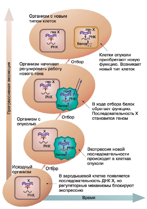 Возможно, опухоль — это колыбель нового типа клеток. Изображение: «Химия и жизнь»