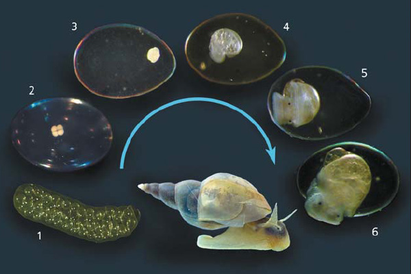 Жизненный цикл большого прудовика. Взрослое животное откладывает кокон с оплодотворенными яйцами (1). Внутри яйца зародыш проходит те же стадии развития, что и свободноплавающие личинки моллюсков: дробление (2), образование трохофоры (3), затем — велигера (4), он претерпевает метаморфоз и оседает внутри яйца (5), после чего молодая улитка выходит наружу (6). Изображение: «Природа»