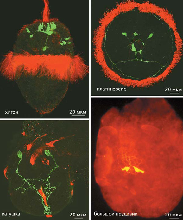 Нейроны, содержащие моноамины в апикальных органах. В нейронах трохофор хитона, платинереиса и велигера катушки синтезируется серотонин (зеленая иммунофлуоресценция), а в нервных клетках трохофоры прудовика — дофамин. Красной иммунофлуоресценцией выявлены реснички. Изображение: «Природа»