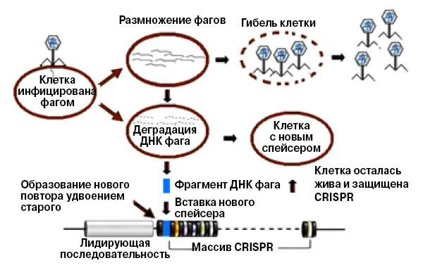 <b>Рис. 2.</b> Пополнение коллекции фрагментов чужеродной ДНК в системе CRISPR-Cas.<br>\nПосле расщепления ДНК фага или плазмиды «трофейный» фрагмент вставляется в локус CRISPR в качестве спейсера. Затем он будет использован как шаблон для создания малых молекул crРНК. С помощью комплексов crРНК и белка Cas9 бактерия защищается от инфекций