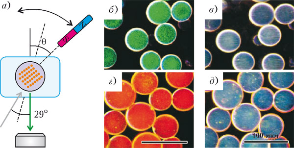 Рис. 5. Полимерная микросфера с фотонным кристаллом внутри изменяет цвет отраженного излучения при повороте под действием магнитного поля (а). Микросферы двух различных размеров: во «включенном» состоянии, т. е. ориентация цепочек магнитных наночастиц в фотонном кристалле параллельна лучу зрения (б, г), и в «выключенном» состоянии, т. е. ориентация перпендикулярна лучу зрения (в, д). Изображение: «Квант»