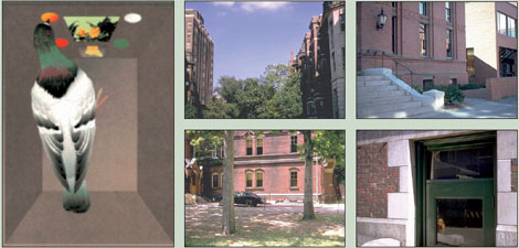 Эксперименты по проверке способности голубей формировать абстрактные категории, такие как «дерево». Слева — камера в которой голубю показывают слайды содержащие и не содержащие объект изучаемой категории. Голубь должен клевать одну из кнопок, если слайд содержит изображение дерева. За это он получает награду пищей. Справа — два набора слайдов из экспериментов Ричарда Гернштейна — содержащие и не содержащие деревья (изображение: www.sciam.ru)