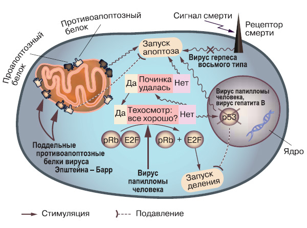 Вирусы, вызывающие рак, могут отключать апоптоз и способствовать делению, воздействуя на ключевые точки регуляции (подробности в тексте). Каждый вирус делает это по-своему, но все они добиваются бессмертия и вечного деления клетки-хозяина. Изображение: «Химия и жизнь»