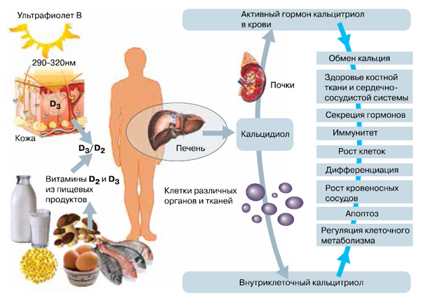 Рис 2. Витамины D (D2 и D3 ) поступают в наш организм с пищей и синтезируются в коже под влиянием ультрафиолета. Но сами по себе эти вещества биологически неактивны. Им предстоят два этапа превращений, в результате которых получается активный гормон  — кальцитриол. Он-то и начинает действовать на клетки, органы и ткани