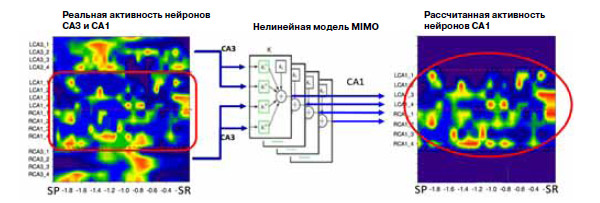 Сигналы с 16 электродов, вживленных в гиппокамп крысы, записывали в промежуток времени между предъявлением рычага справа или слева и прикосновением крысы к рычагу. Слева — реальная активность гиппокампа. (По вертикали — номера электродов, по горизонтали — время; верхняя и нижняя четверти — левая и правая зоны СА3, рамкой обведены зоны СА1.) Справа — активность зон СА1, рассчитанная программой MIMO по сигналам СА3. Нетрудно видеть, что расчетный паттерн очень похож на реальный. Изображение: «Химия и жизнь»