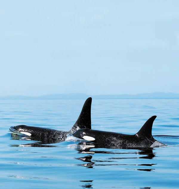 Самец косатки всегда держится рядом с матерью. Фото с сайта news.sciencemag.org