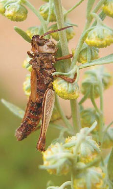 Погибшая от патогенного грибка гомфоцерина из семейства саранчовых на соцветии полыни (Московская обл., 55 км Егорьевского шоссе, пос. Гжель, 8.VIII 2004). Здесь и далее фото автора. Изображение: «Природа»