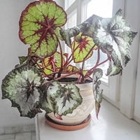 Иридесценция листьев бегонии