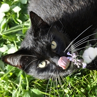 Кошачья мята