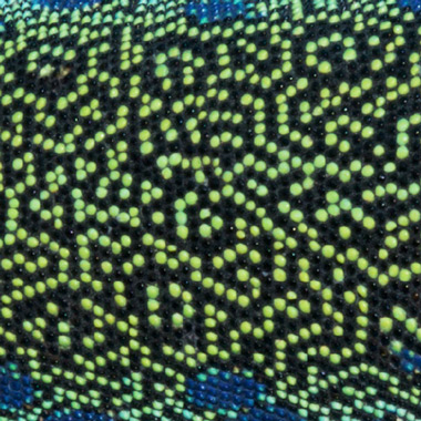 Изменение рисунка окраски кожи у глазчатой ящерицы <i>Timon lepidus</i> в процессе взросления