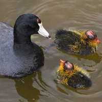 Американская лысуха (Fulica americana) с птенцами. Фото с сайта www.berkeleydailyplanet.com