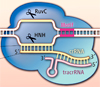 Рис. 1. Созревание crРНК в CRISPR-системе I типа