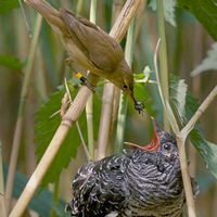 Тростниковая камышовка, принесшая корм птенцу обыкновенной кукушки