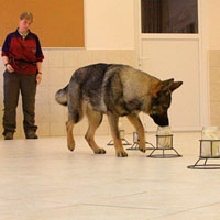 Нюх собаки исключительно острый