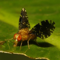 Участники сверхразнообразного сообщества: муха, цветы, наездник