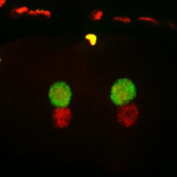 Рис. 1. Схема экспериментов по скрещиванию червей Caenorhabditis elegans