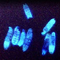 Вверху: гусеницы бабочки Galleria mellonella, убитые светящейся бактерией Photorhabdus luminescens. Внизу: те же бактерии, мирно живущие в кишечнике круглого червя Heterorhabditis bacteriophora