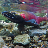 Рис. 1. Лососей, выращенных в неволе, метят отрезанием жирового плавника