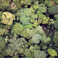 Дождевой тропический лес в Австралии (фото с сайта virtual.yosemite.cc.ca.us)