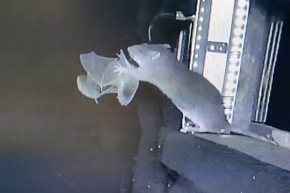 Крыса поймала летучую мышь