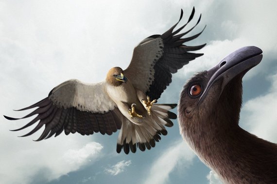 Орел летит к моа