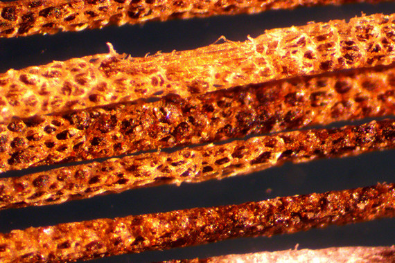 Волосы хомяка