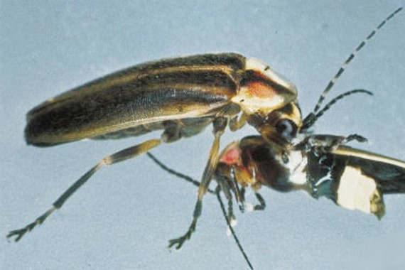 Светлячок ест светлячка