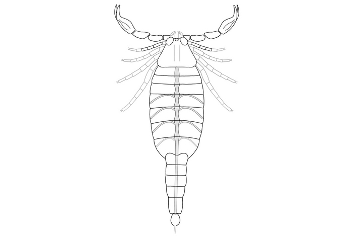 Рис. 1. Реконструкция скорпиона Parioscorpio venator
