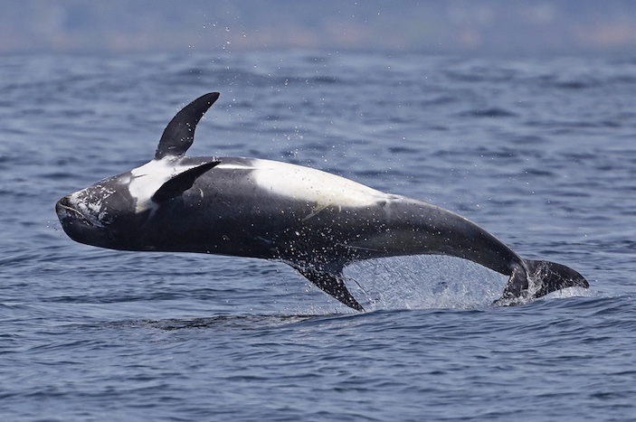 Серые дельфины охотятся в основном на глубоководных кальмаров, как и кашалоты. Фото: Chase Dekker / shutterstock.com