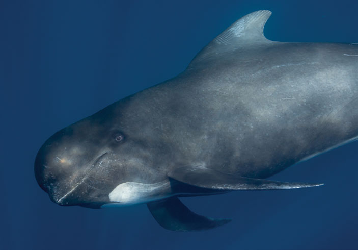 Гринды — обитатели глубоких вод открытого моря