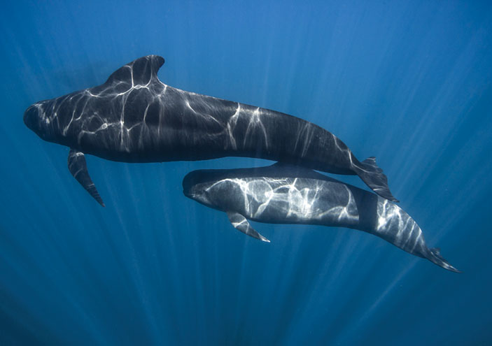 Гринда с детёнышем