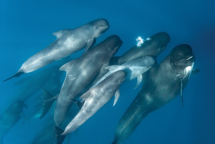 Гринды — одни из самых социальных зубатых китов, связи между животными в семьях очень тесные. Фото: Andrew Sutton / shutterstock.com