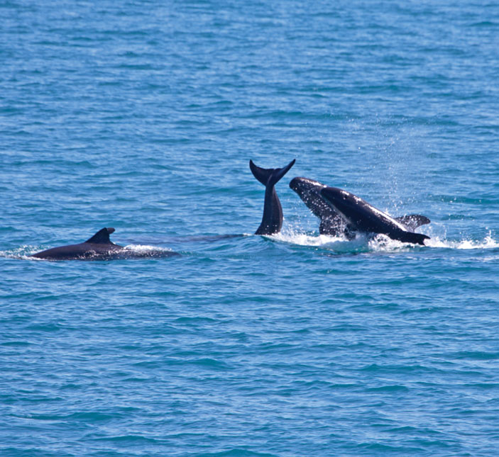 Малые косатки