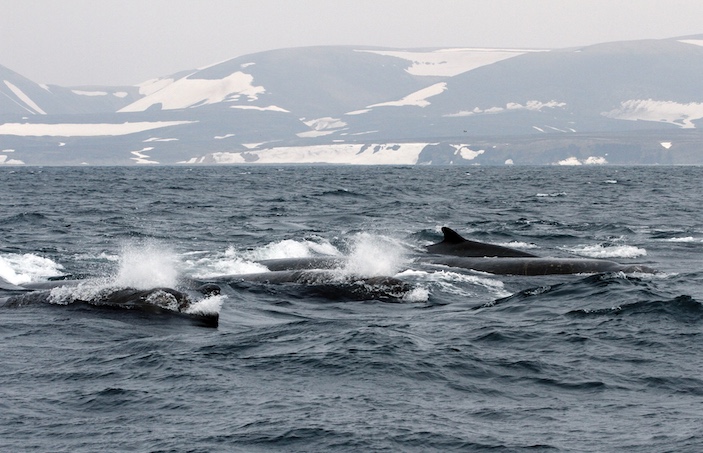 Северных плавунов в море можно заметить благодаря низким, но плотным фонтанам. Командорские острова. Фото: Ольга Титова