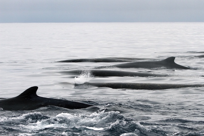 Cеверный плавун. Некоторые животные из года в год предпочитают ходить вместе. Командоры. Фото: Ольга Филатова