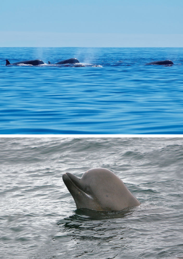 Высоколобые бутылконосы держатся группами и не боятся судов, иногда даже сами подходят к ним из любопытства