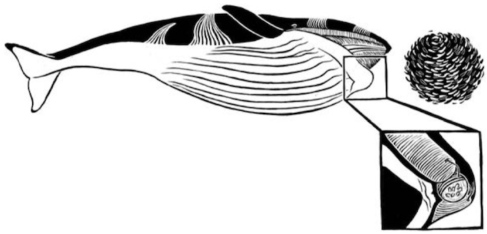 Сенсорный орган кита-полосатика