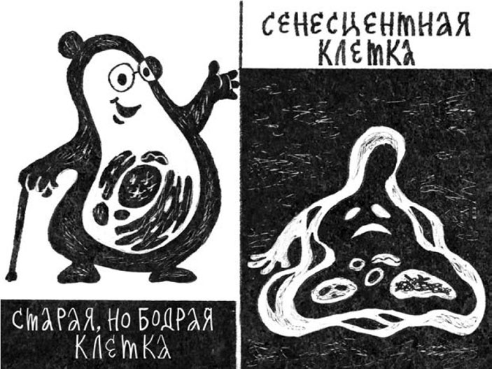 Старая и сенесцентная клетки