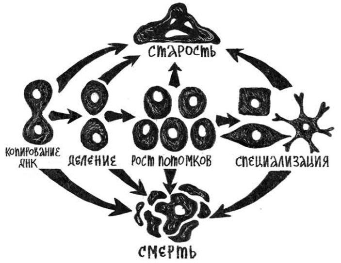 Старость и смерть