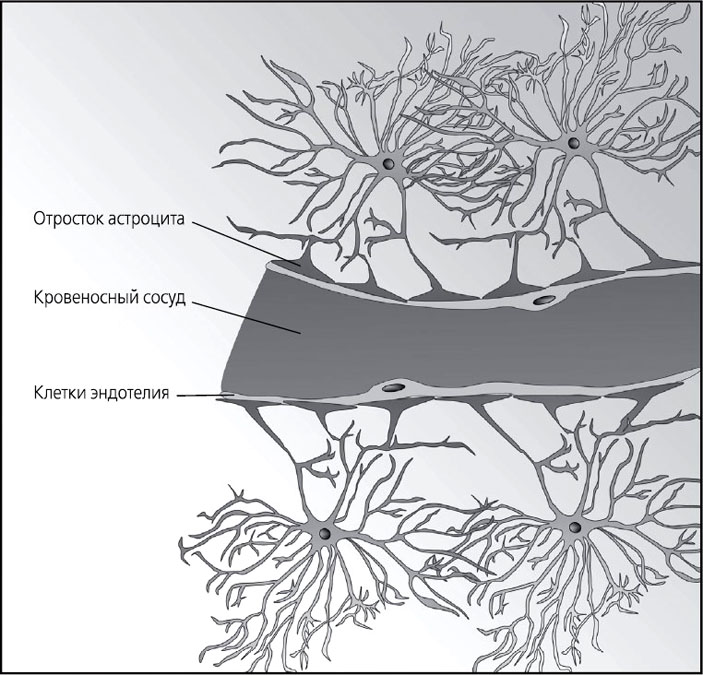 Рис. 10. Схематическое изображение ГЭБ (продольный срез сосуда)