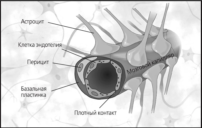 Рис. 9. Схематическое изображение ГЭБ (поперечный срез\nсосуда)