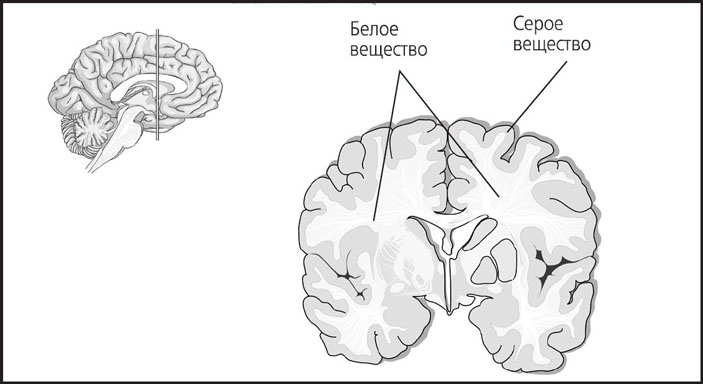 Рис. 15. Белое и серое вещество мозга