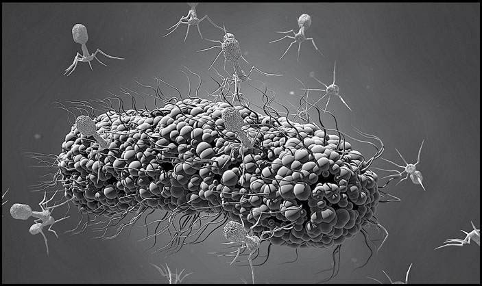 Бактериофаги заражают бактерию