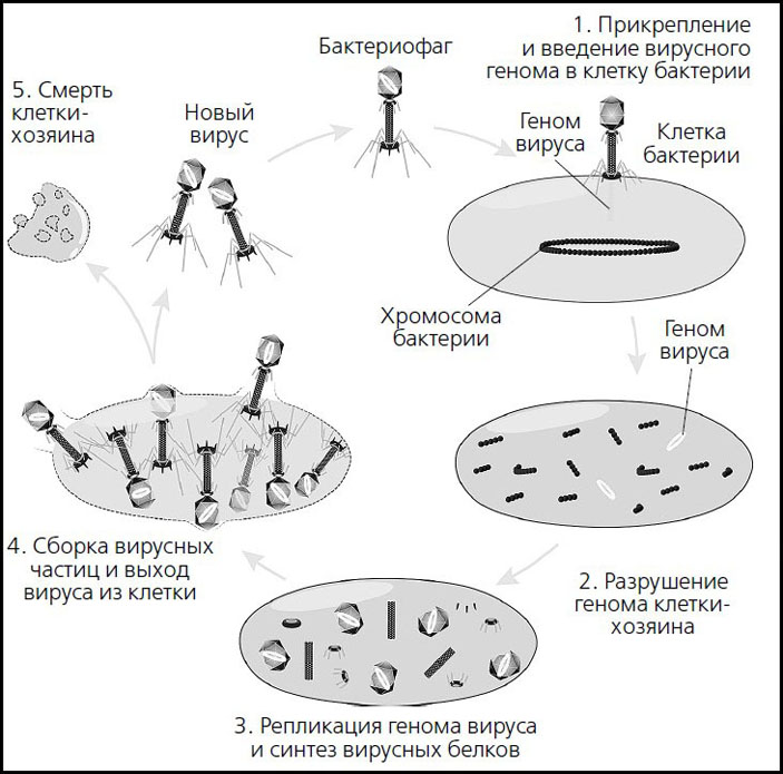 жизненный цикл бактериофага