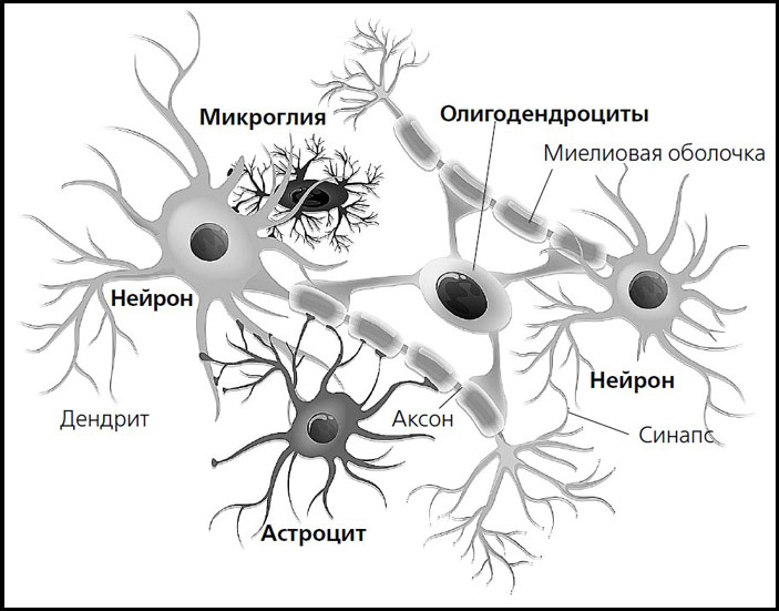 клетки мозга