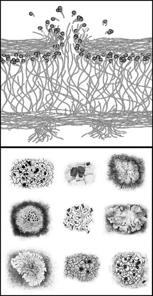 Строение и разнообразие лишайников