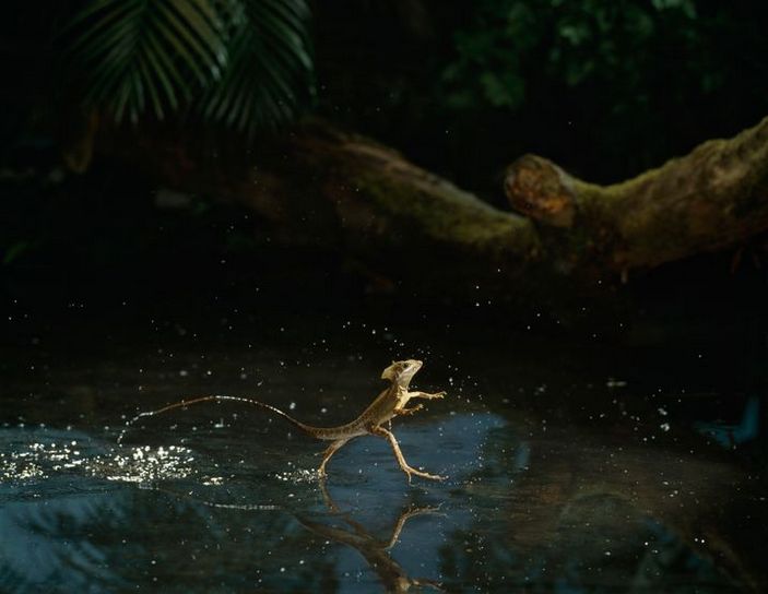 Мексиканский полосатый василиск