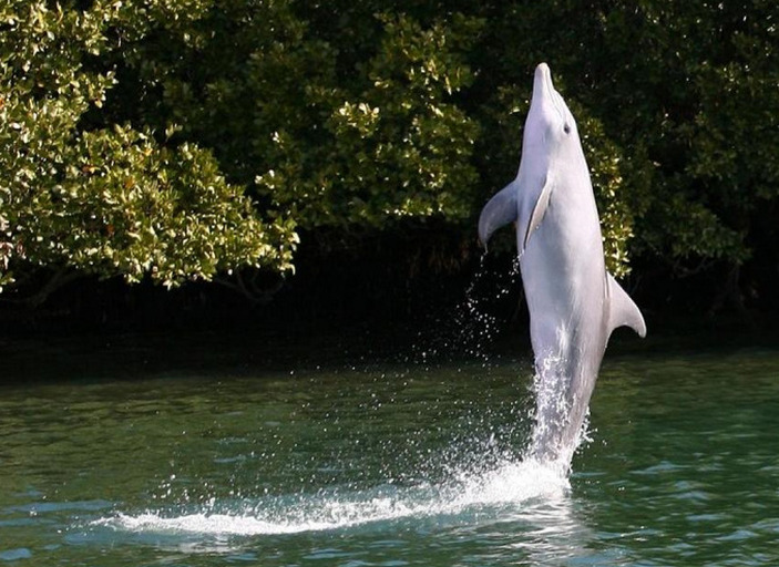 Афалина ходит на хвосте