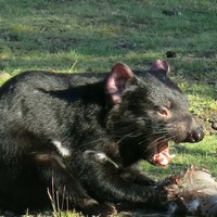 Дьявол ест гуся